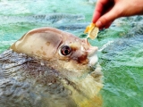 Fish feeding at Aquascene on the Darwin Explorer Bus tour